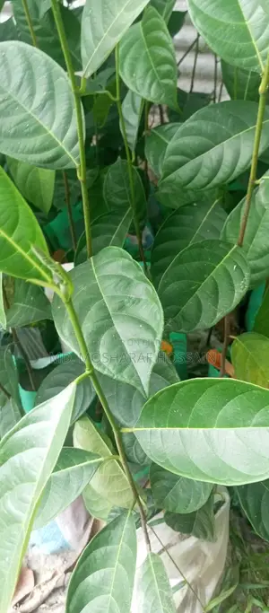 উন্নত জাতের কাঠালের চারা বিক্রয় করা হবে । কাঠাল হবে খুবই মিষ্টি ।