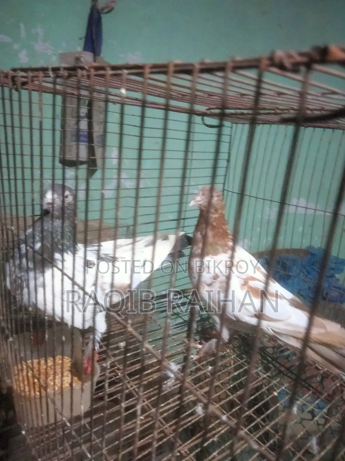 গিরিবাজ পায়রা (রানিং জোড়া) বিক্রি করা হবে।