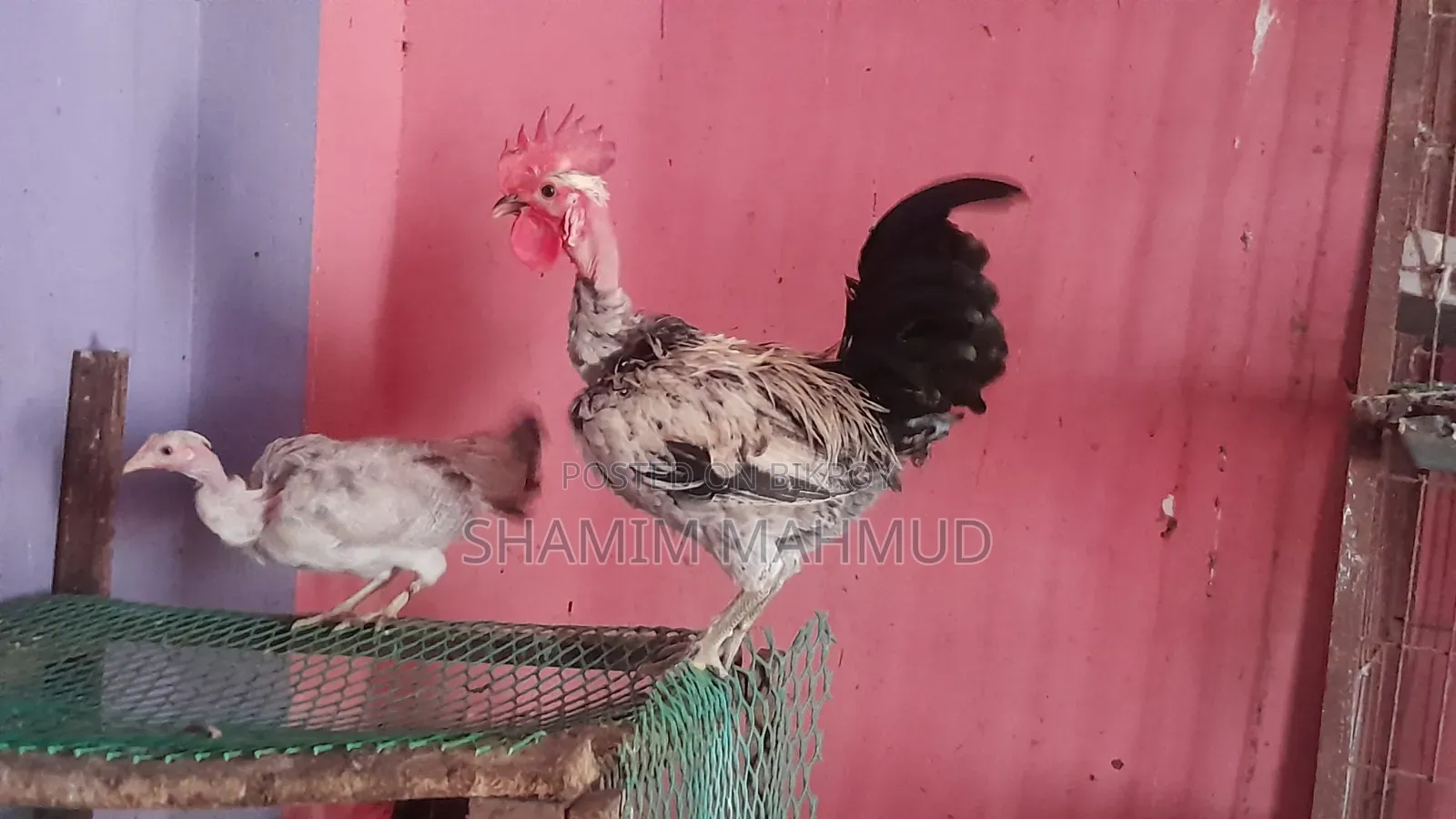 2 Roosters for Sale. Savar Rajashan