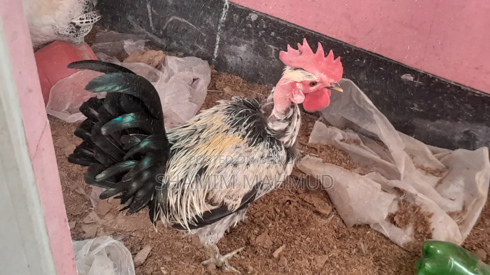 2 Roosters for Sale. Savar Rajashan