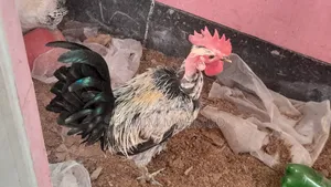 2 Roosters for Sale. Savar Rajashan