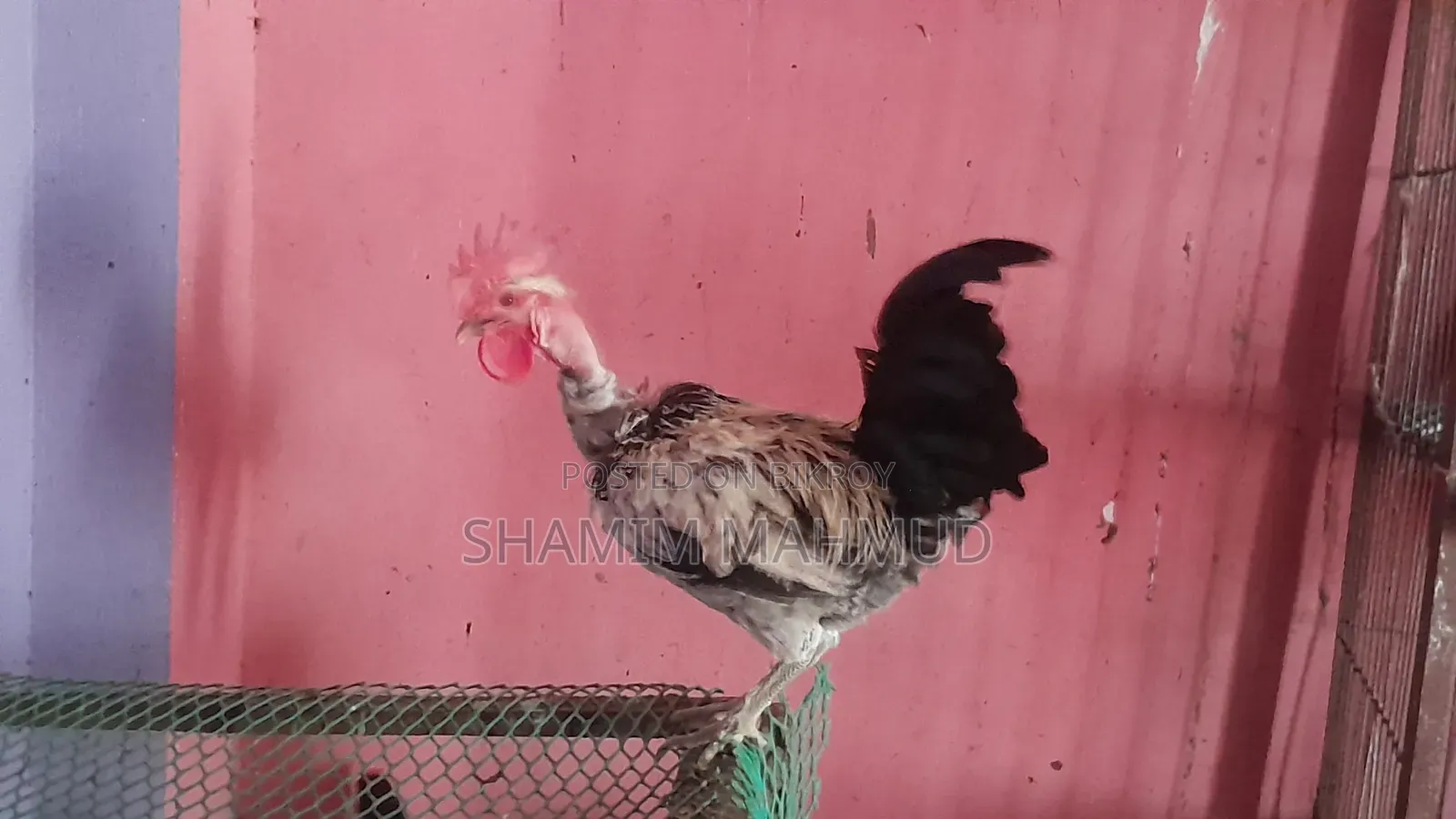 2 Roosters for Sale. Savar Rajashan