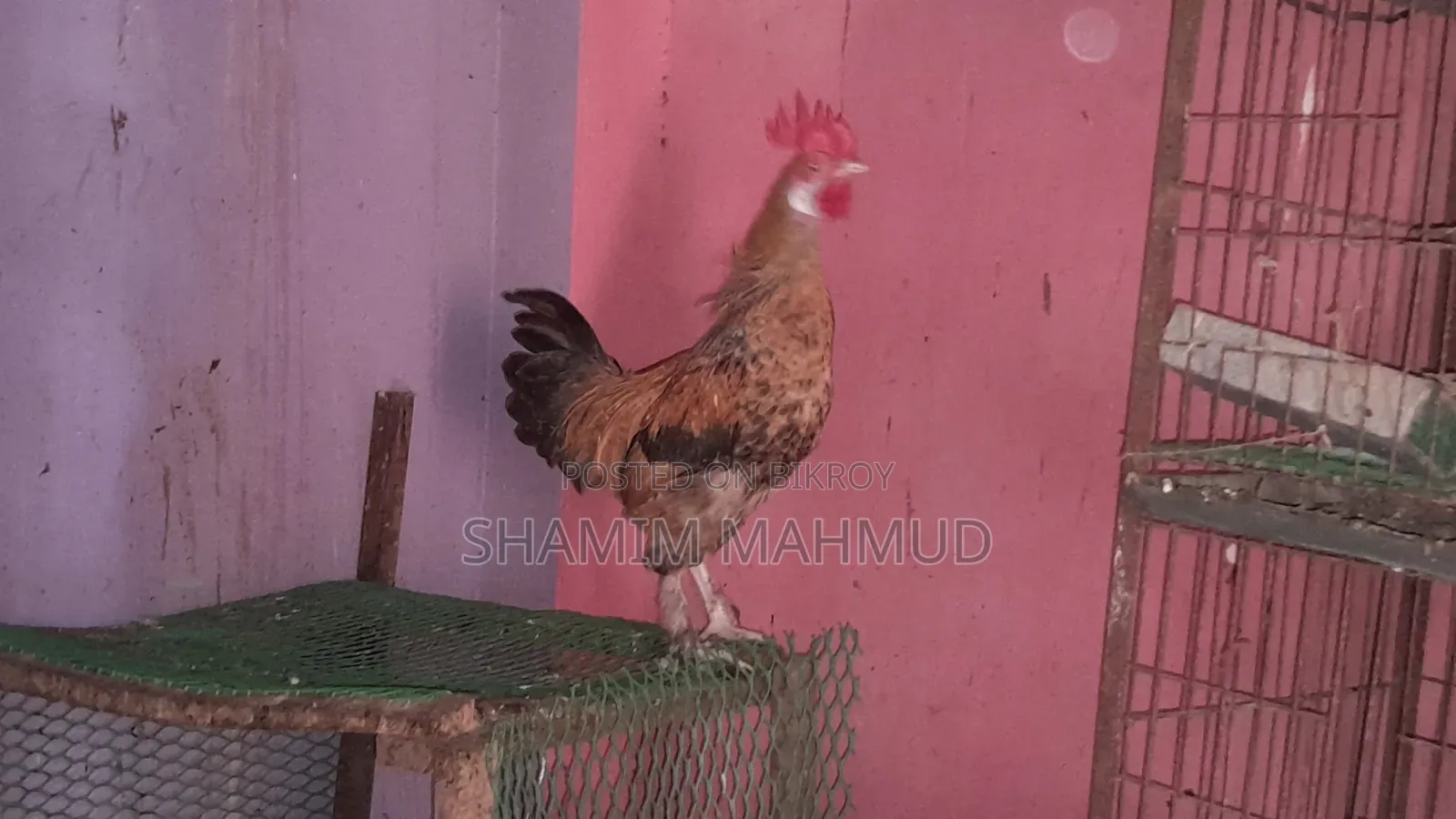 2 Roosters for Sale. Savar Rajashan