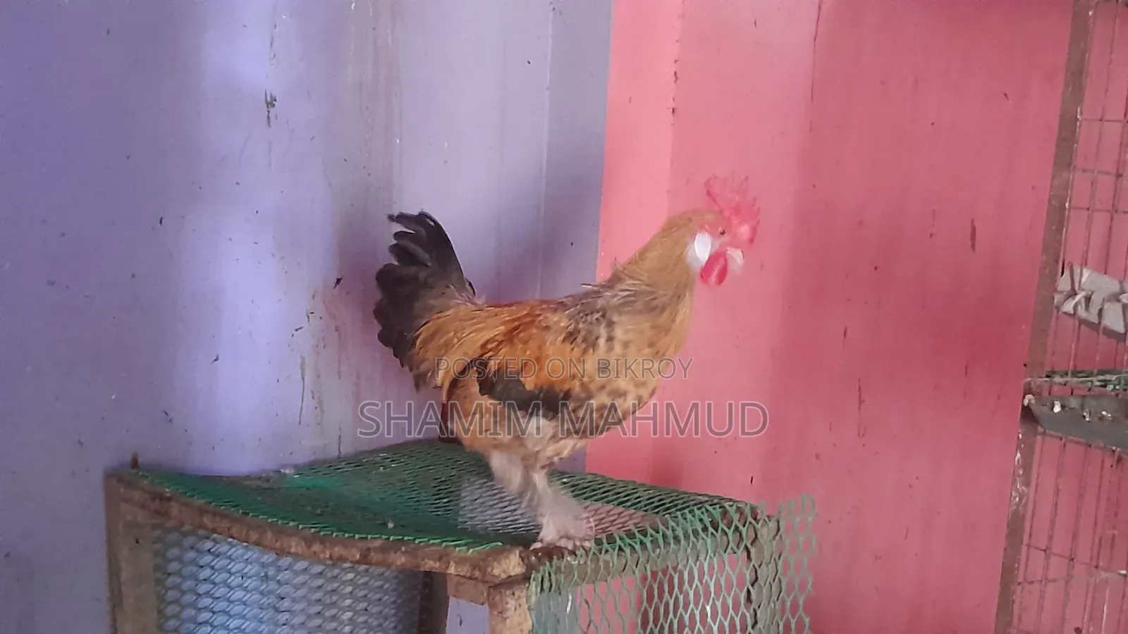 2 Roosters for Sale. Savar Rajashan