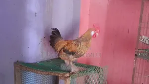2 Roosters for Sale. Savar Rajashan