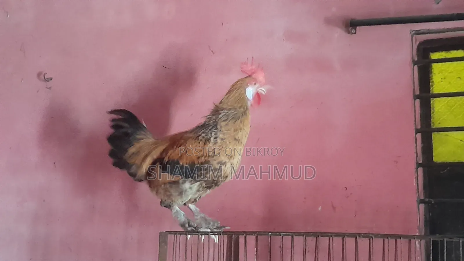 2 Roosters for Sale. Savar Rajashan