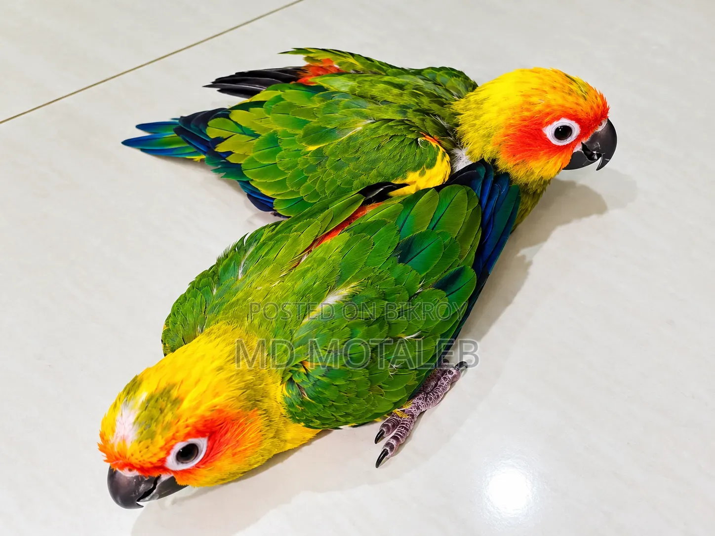Sun Conure Baby