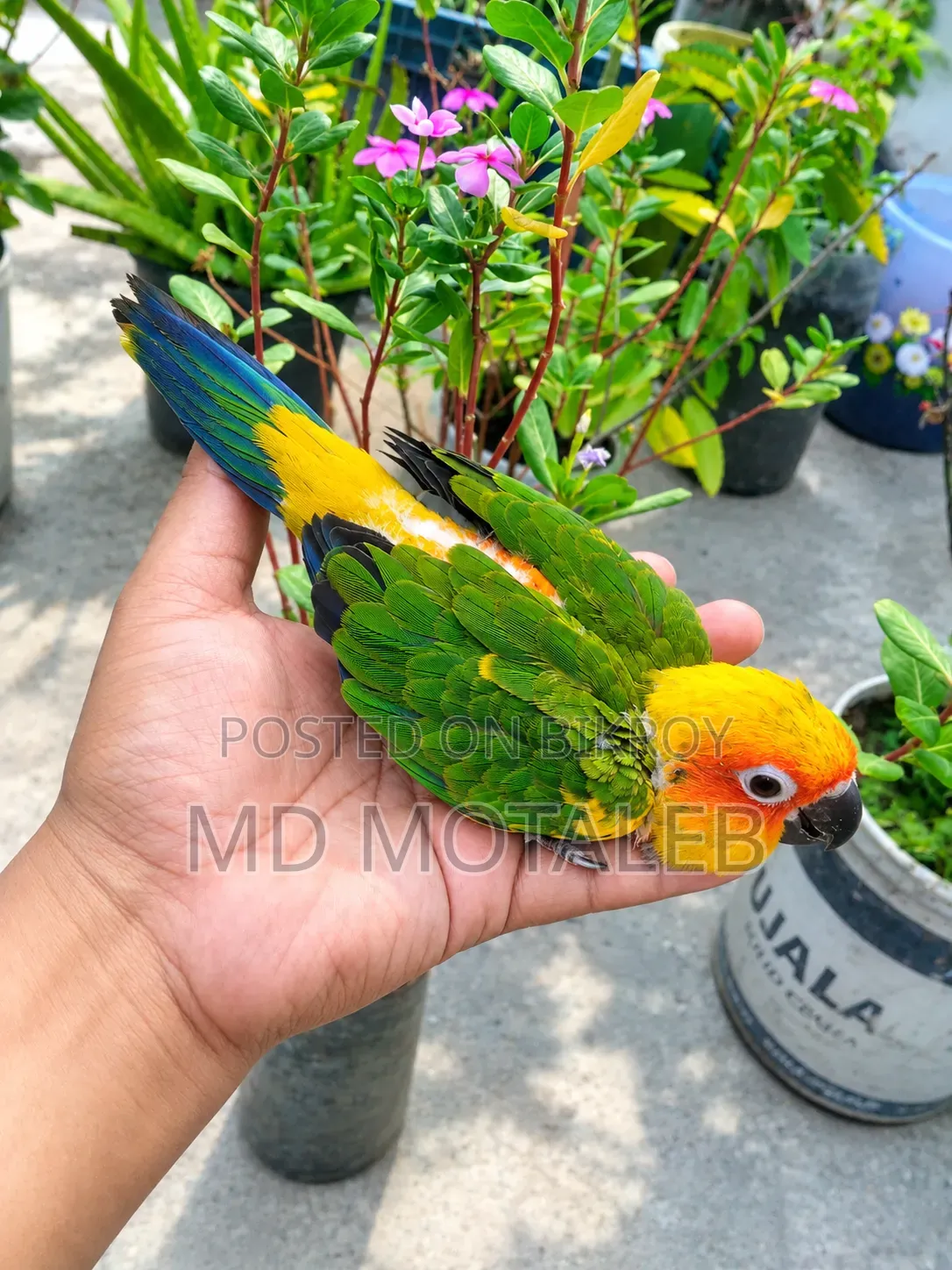 Sun Conure Baby