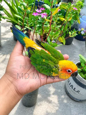 Sun Conure Baby