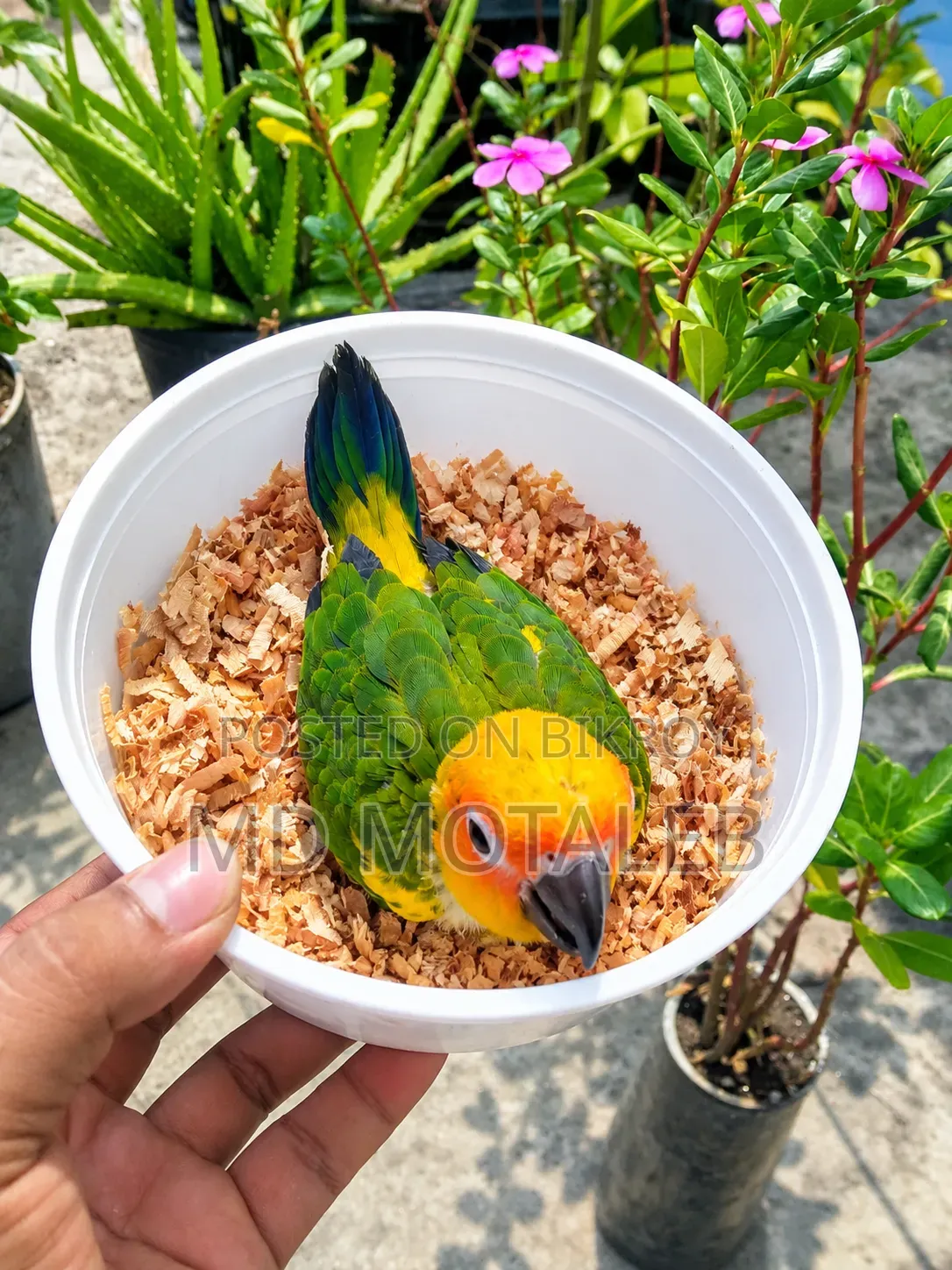 Sun Conure Baby