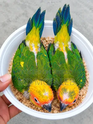 Sun Conure Baby