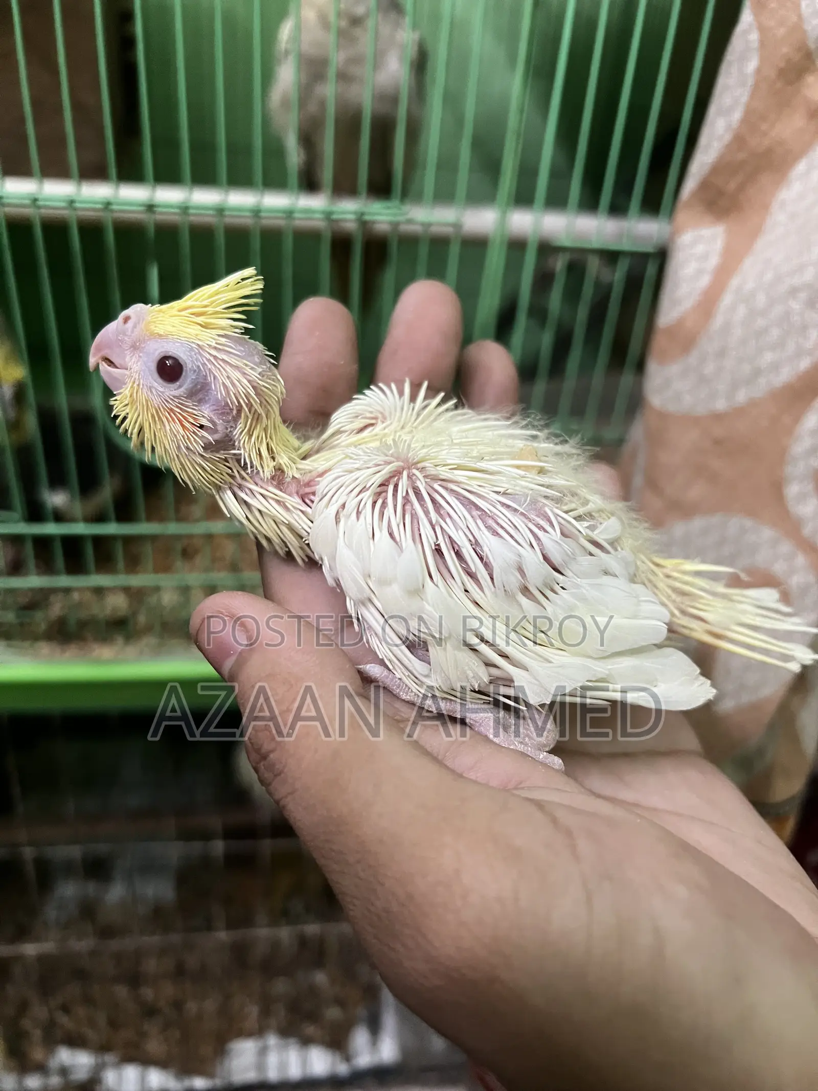 Cockatiel Baby