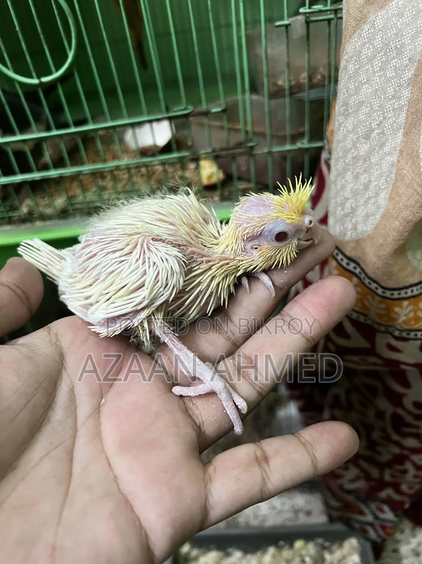 Cockatiel Baby