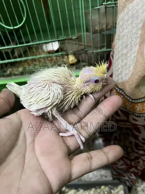 Cockatiel Baby