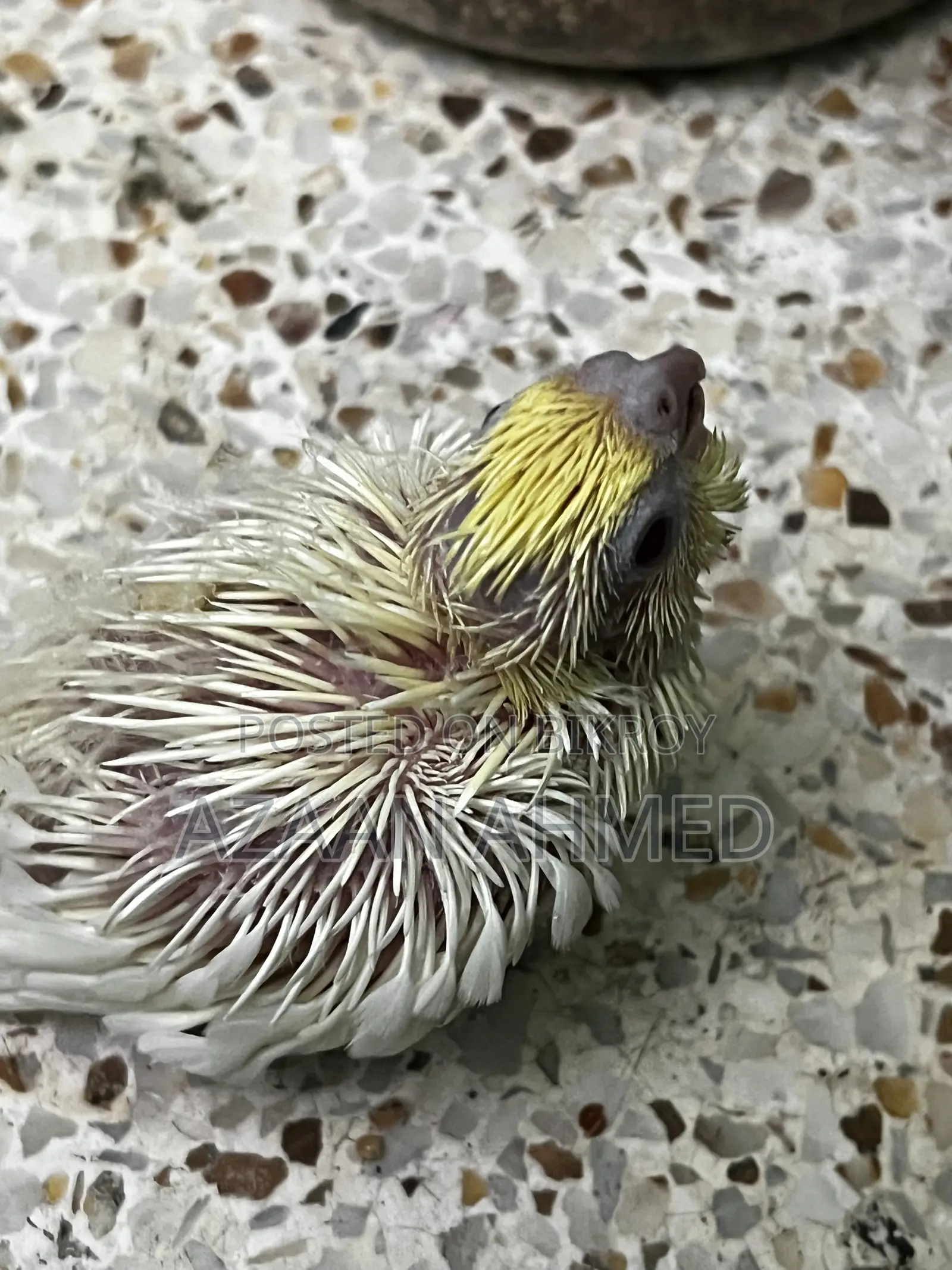 Cockatiel Baby