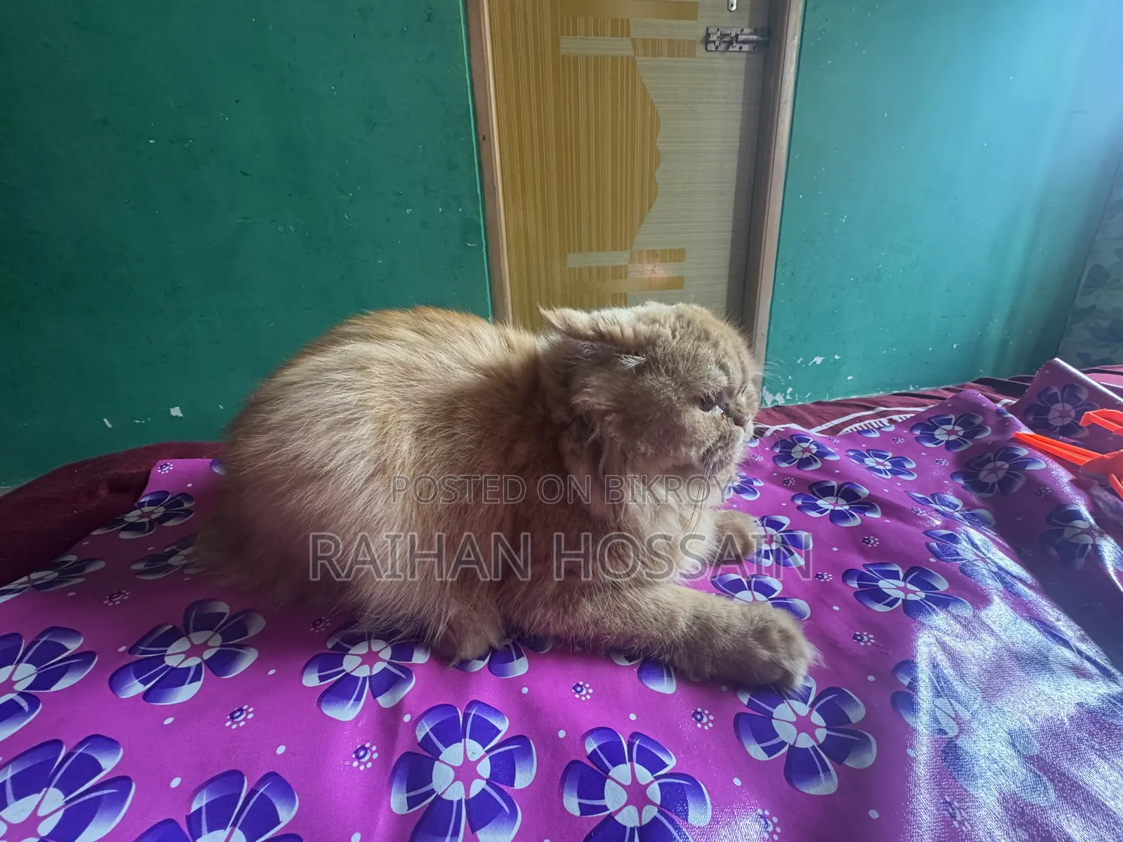 1+ year Female Purebred Persian Cat