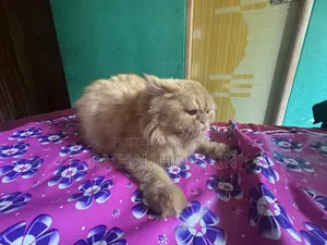 1+ year Female Purebred Persian Cat