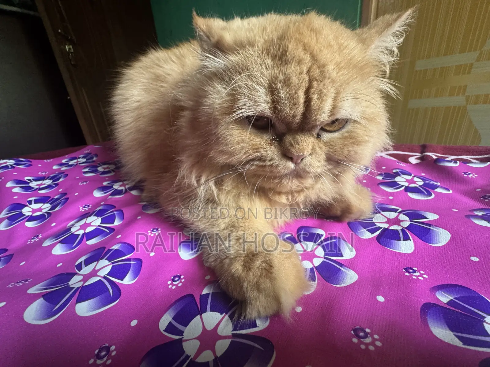1+ year Female Purebred Persian Cat