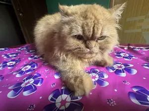 1+ year Female Purebred Persian Cat