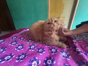 1+ year Female Purebred Persian Cat