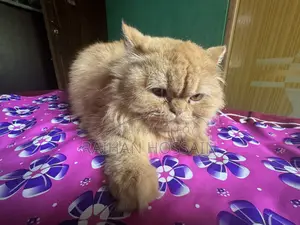 1+ year Female Purebred Persian Cat