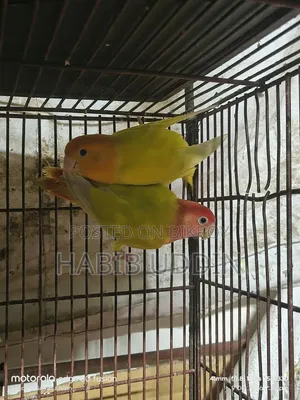 Buy Birds