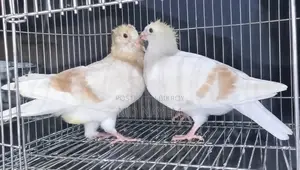মিলি রেসার বেবি বিক্রি