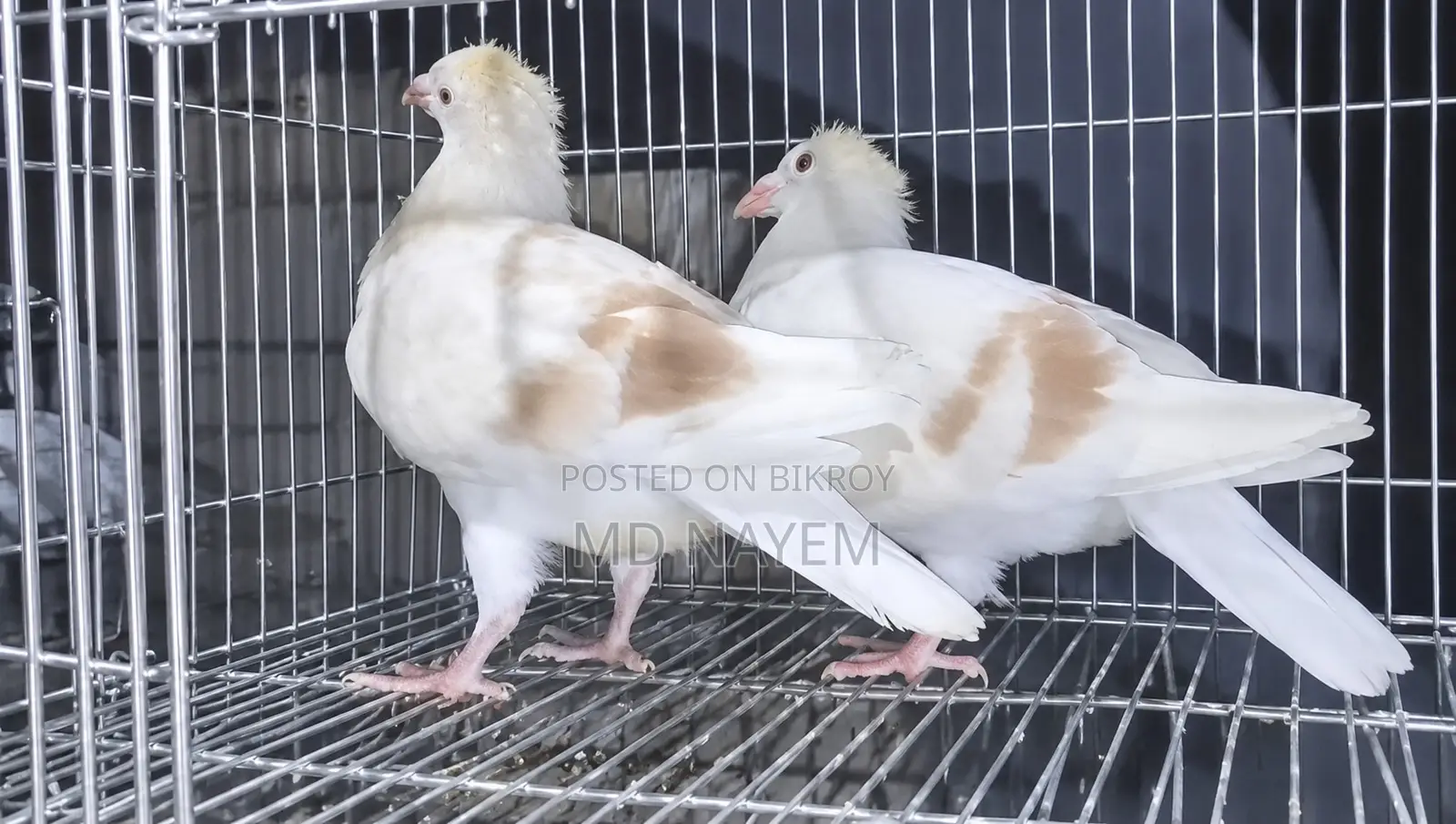মিলি রেসার বেবি বিক্রি