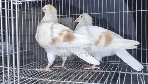মিলি রেসার বেবি বিক্রি