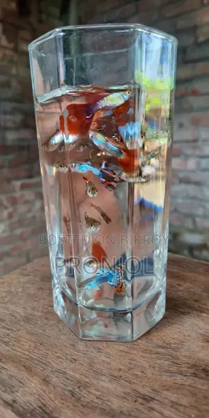Mix Guppy Fish
