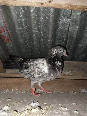 Pigeons for Sale