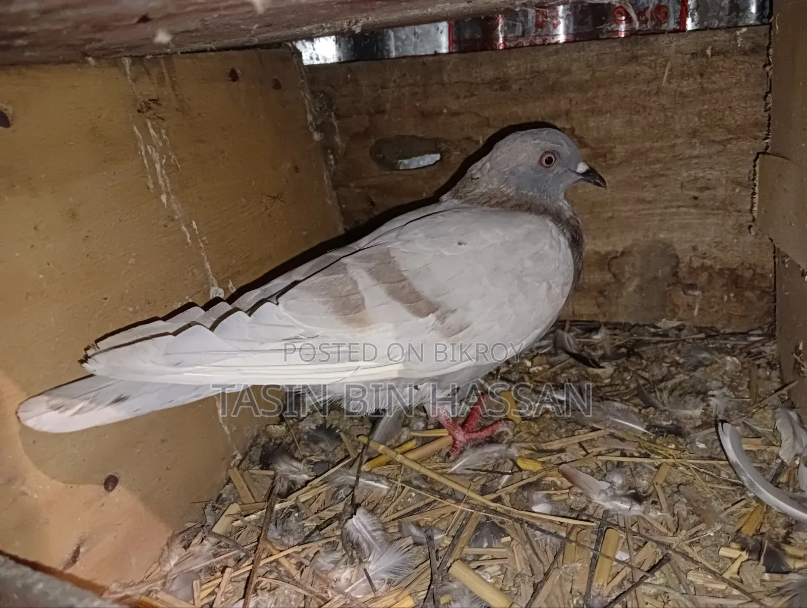 Pigeons for Sale