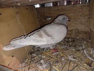 Pigeons for Sale