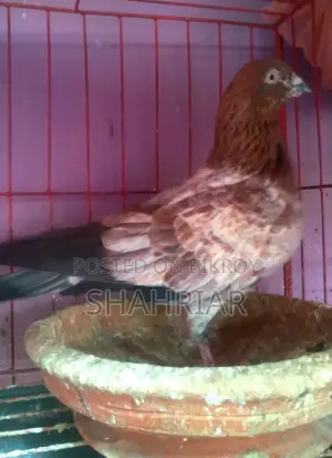 Military Pigeon