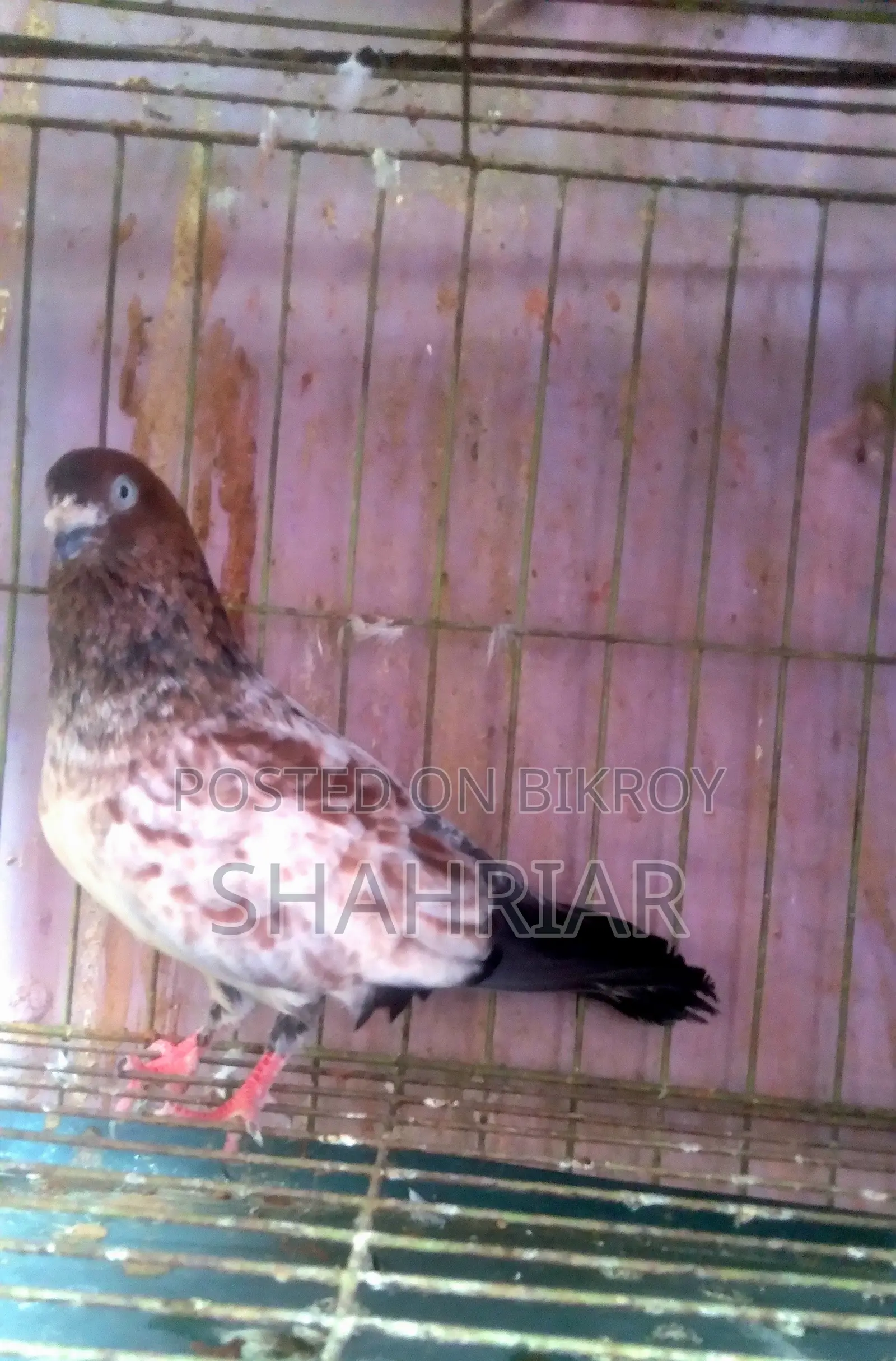 Military Pigeon
