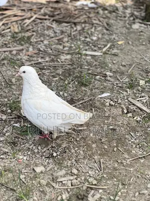 King Pigeon