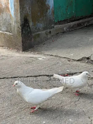 King Pigeon