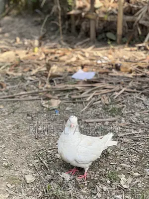 King Pigeon