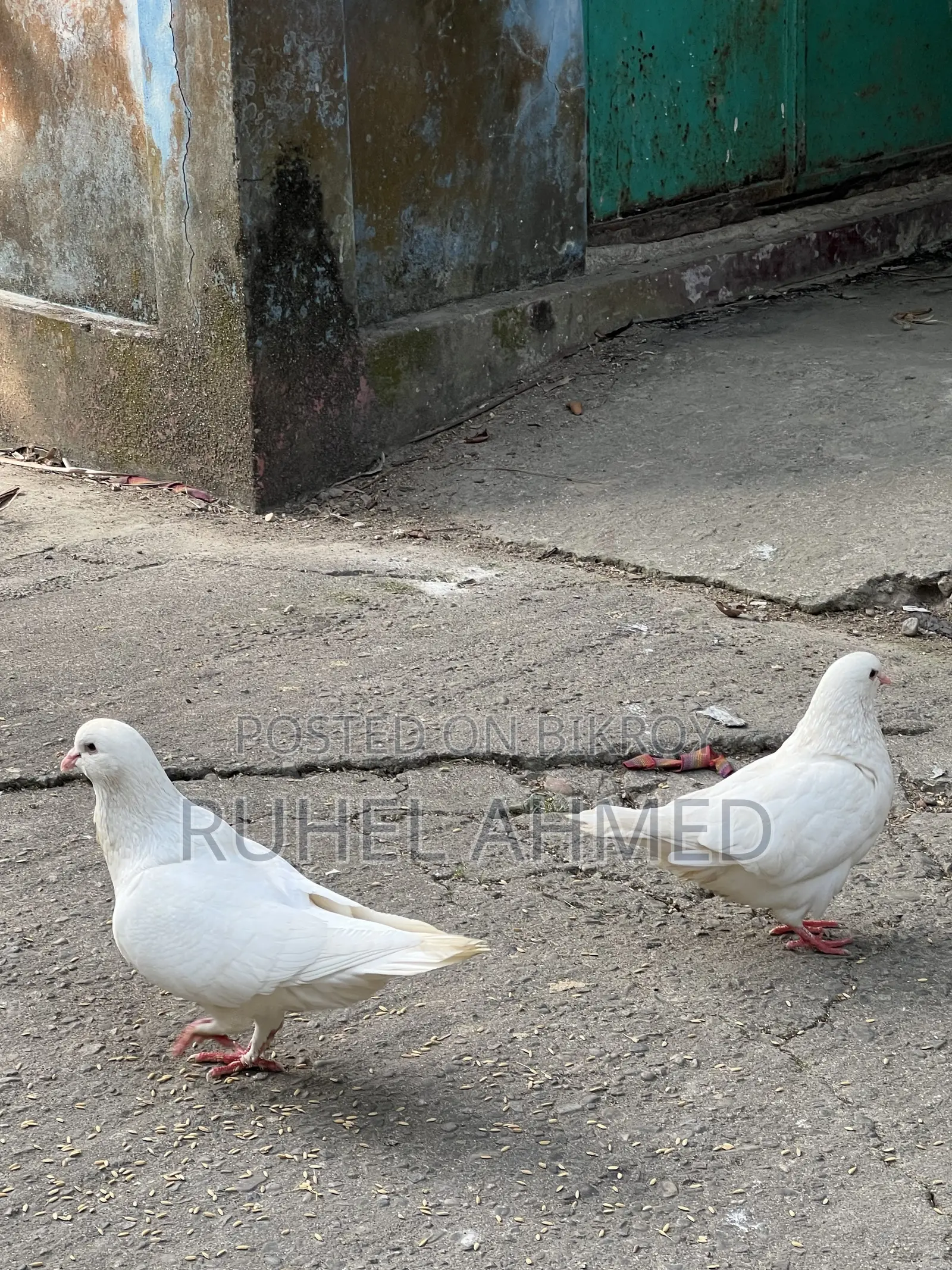 King Pigeon
