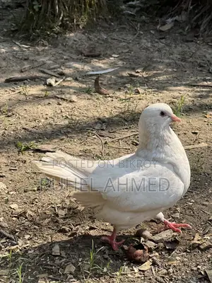 King Pigeon