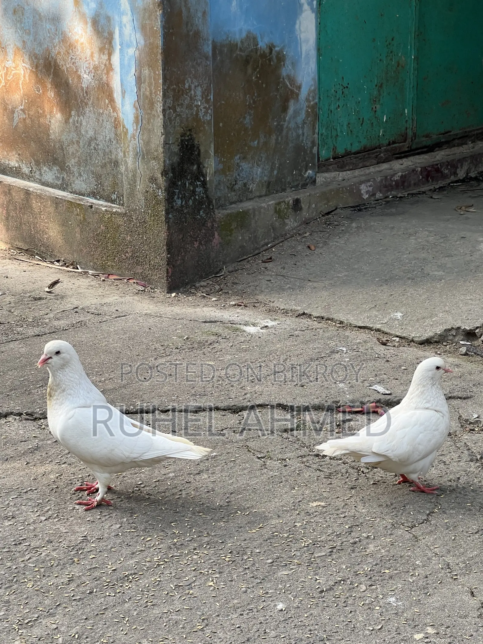 King Pigeon