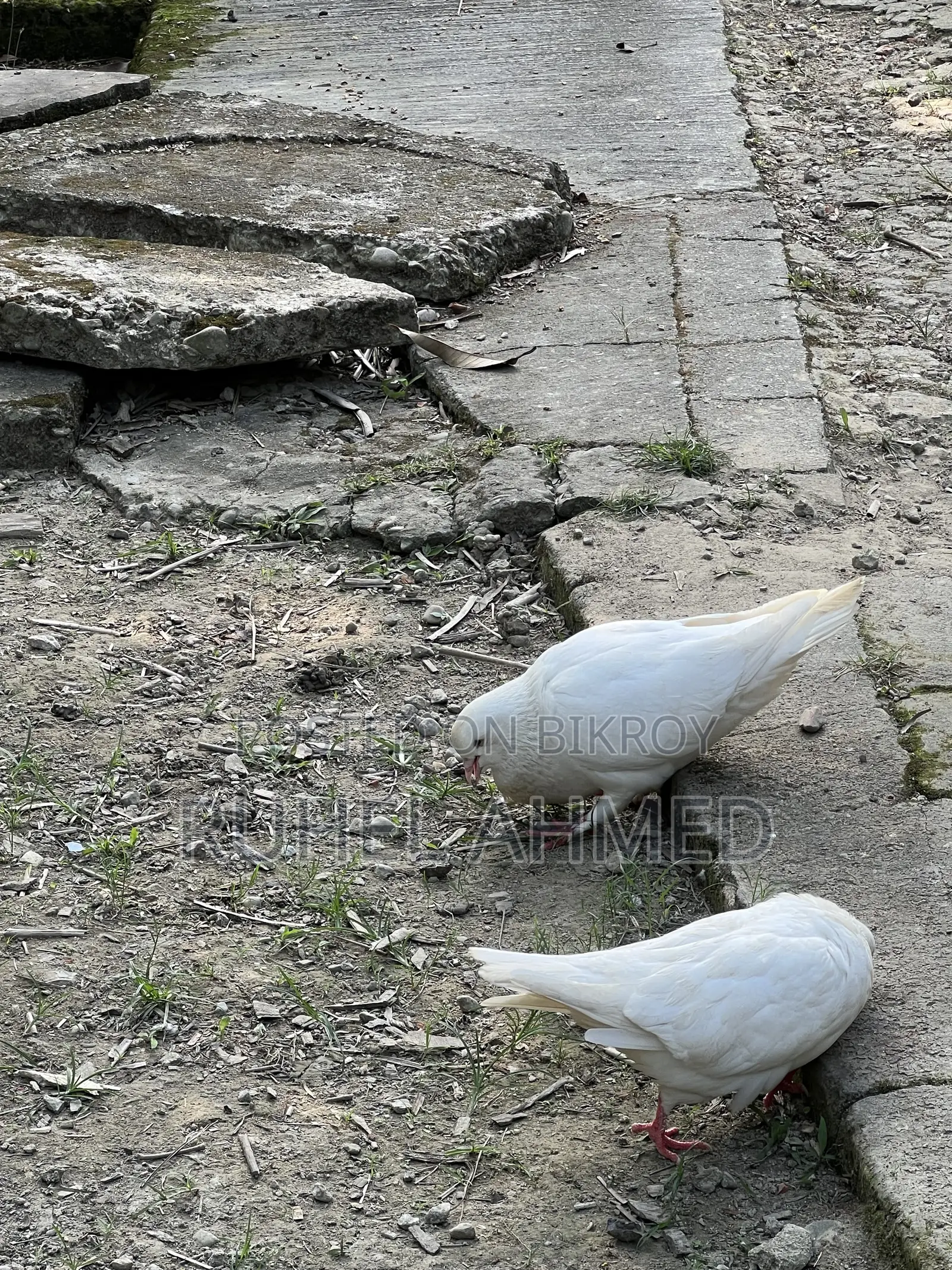 King Pigeon