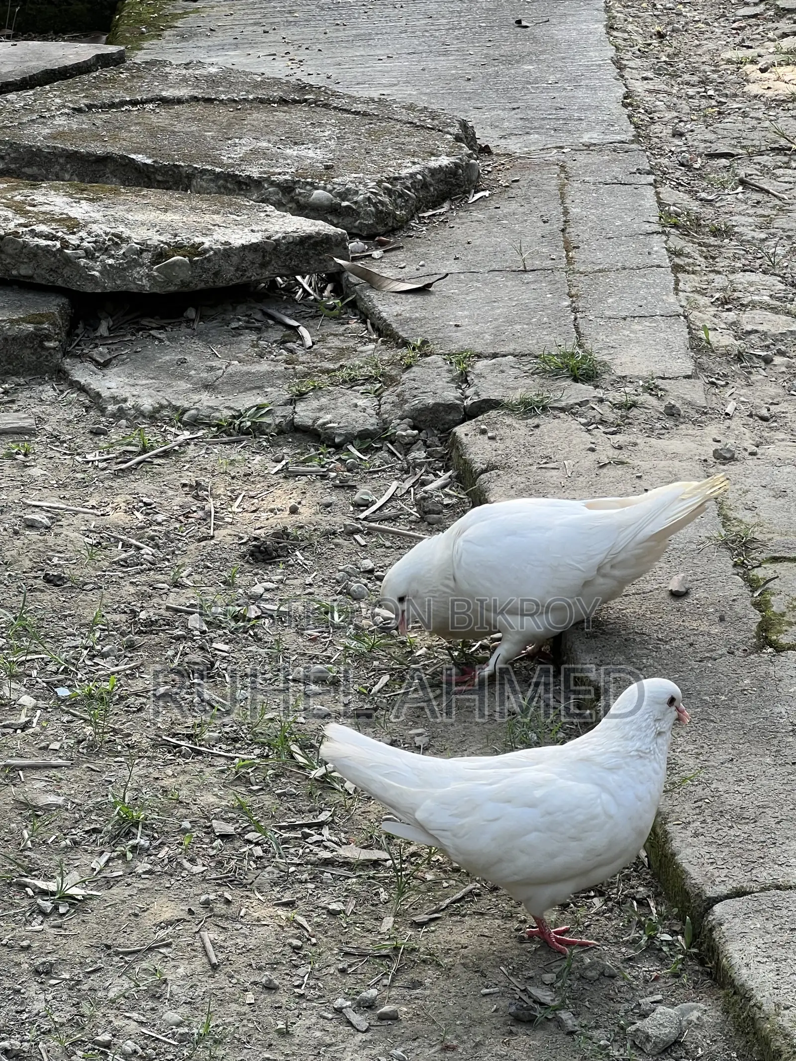 King Pigeon