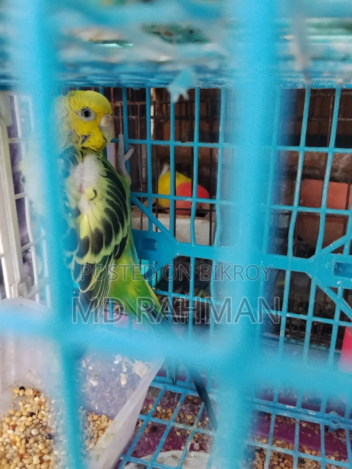 Adult Female Budgigar Bird