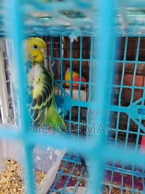 Adult Female Budgigar Bird