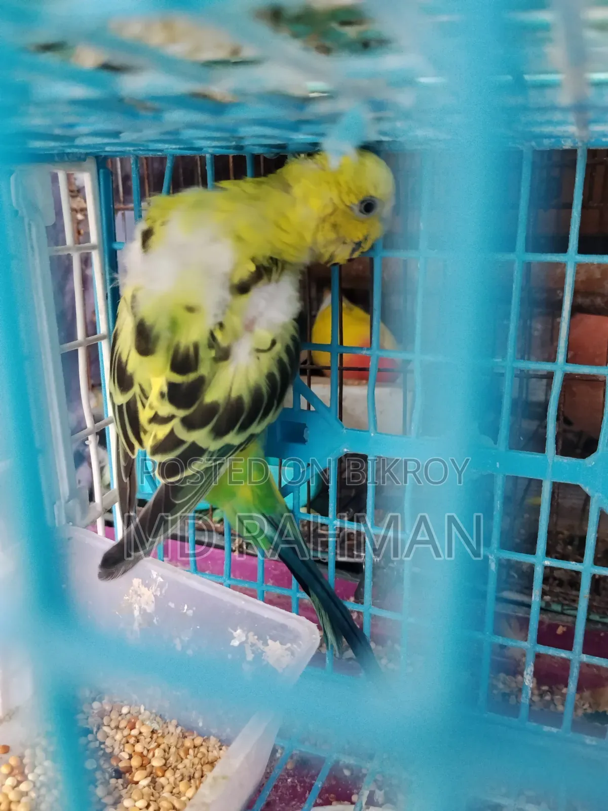 Adult Female Budgigar Bird