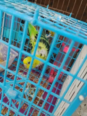 Adult Female Budgigar Bird