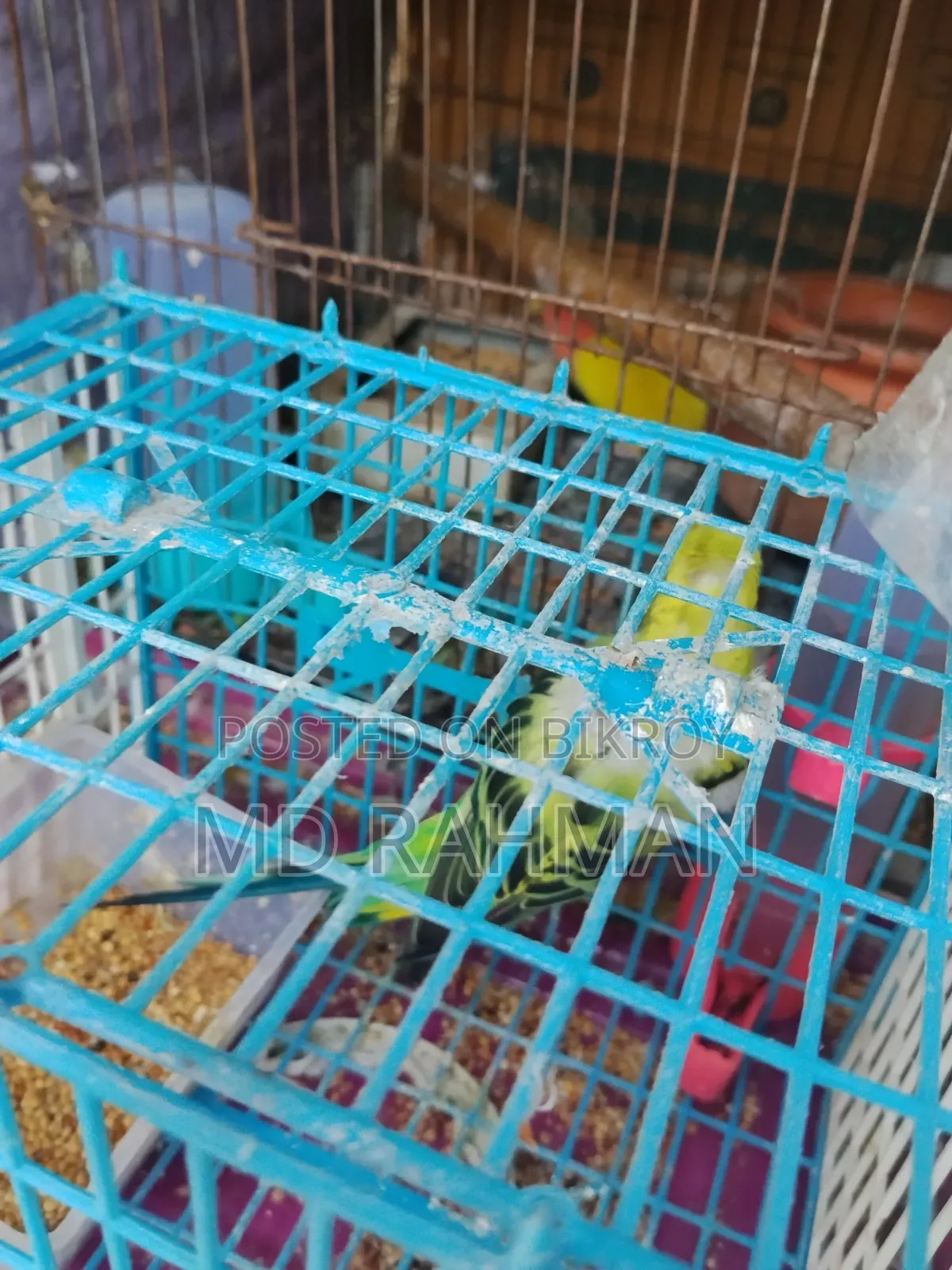 Adult Female Budgigar Bird