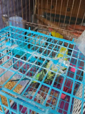 Adult Female Budgigar Bird