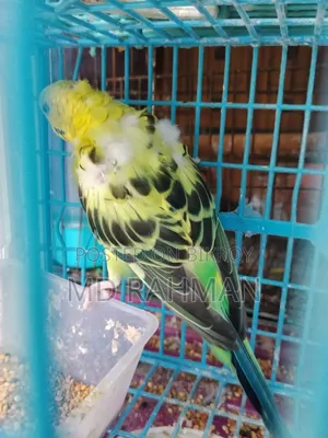Adult Female Budgigar Bird
